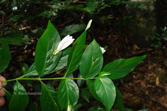 Diotacanthus albiflorus